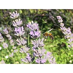 Koncentrovaný esenciální olej 15ml - Levandula angustofolia Obrázek pro produkt Koncentrovaný esenciální olej 15ml - Levandula angustofolia